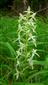 Platanthera bifolia