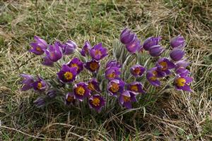 Pulsatilla patens