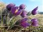 Pulsatilla patens