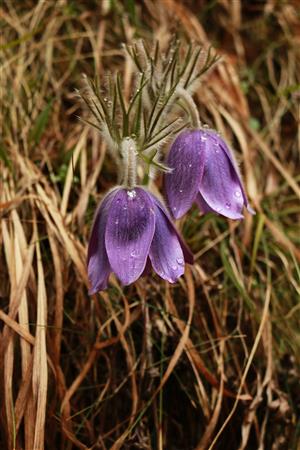 Pulsatilla subslavica