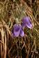 Pulsatilla subslavica