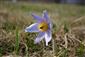 Pulsatilla grandis