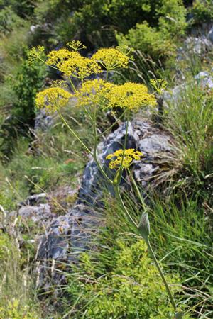 Ferula sadleriana