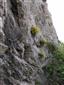 Karbonátové skalné steny a svahy so štrbinovou vegetáciou