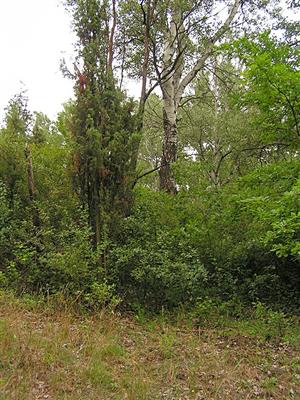 Čenkovská lesostep