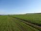 krkavec čierny (20.4.2023)