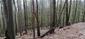 Sýkorka veľká ( bielolíca) (14.5.2023)