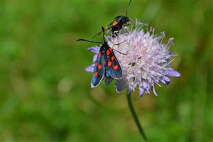 Zygaena trifolii - detail