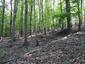 glezg hrubozobý ( obyčajný) (29.5.2023)