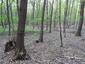 Vrana popolavá (29.5.2023)