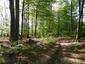 Kukučka obyčajná (jarabá) (29.5.2023)