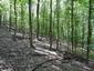 Škovránik stromový (29.5.2023)