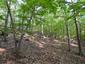 Sýkorka hôrna (29.5.2023)