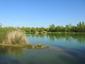 trasochvost biely (27.5.2023)