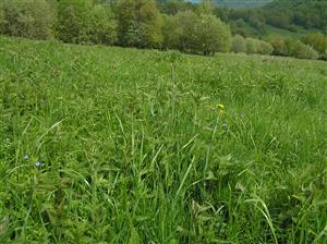 Pohľad na plochu TML