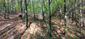Kôrovník dlhoprstý (21.5.2023)