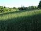 Nížinné a podhorské kosné lúky (8.5.2014)