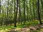 Žltochvost lesný ( hôrny) (28.5.2023)