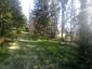 Hýľ lesný (obyčajný) (29.4.2023)