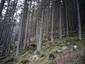 kolibiarik čipčavý (2.5.2023)