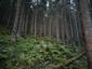 trasochvost biely (10.5.2023)