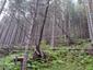 Sýkorka čiernohlavá (10.5.2023)
