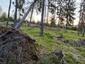 Žltochvost lesný ( hôrny) (30.5.2023)