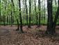 trasochvost biely (28.5.2023)