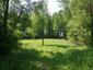 Žltochvost lesný ( hôrny) (28.5.2023)