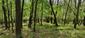 Kukučka obyčajná (jarabá) (20.5.2023)