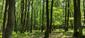 Muchárik čiernohlavý (20.5.2023)