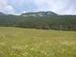Žltochvost lesný ( hôrny) (19.5.2023)