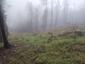 Pinka lesná (18.5.2023)