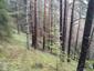 Žltochvost lesný ( hôrny) (18.5.2023)
