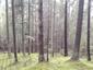 Žltochvost lesný ( hôrny) (18.5.2023)