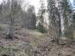 Kukučka obyčajná (jarabá) (27.5.2023)
