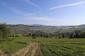 brhlík lesný (obyčajný) (14.5.2023)