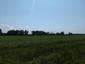 sova lesná (obyčajná) (13.5.2023)