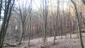 sova lesná (obyčajná) (4.3.2023)