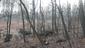 sova lesná (obyčajná) (24.4.2023)