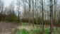 sova lesná (obyčajná) (22.3.2023)