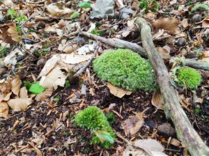 Leucobryum glaucum na TML