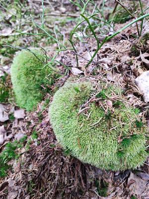 Leucobryum na TML