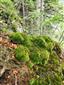 Leucobryum juniperoideum v severnej časti TML