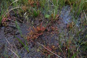 Drosera anglica a D. rotundifolia na TML.