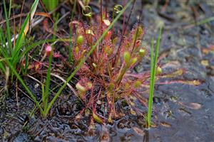 Drosera anglica na TML.