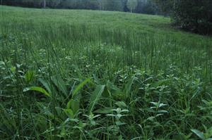 Podmáčané plochy s prechodom do Lk6 - Cirsium oleraceum, Mentha longifolia, Juncus effusus