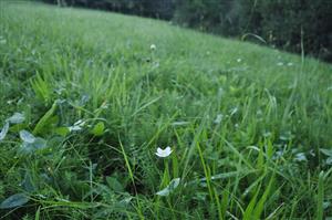 Parnassia palustris v poraste