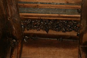 kolónia Myotis myotis v podkroví kostola Lazy