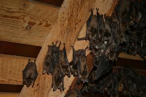 kolónia Myotis myotis v podkroví kostola